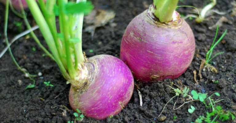 Straight to the Soil: April’s Best Direct-Sow Vegetables and Herbs
