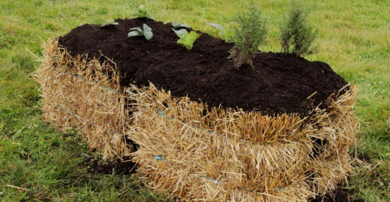 Straw Bale Gardening: The Surprisingly Easy Way to Grow Vegetables Without a Garden
