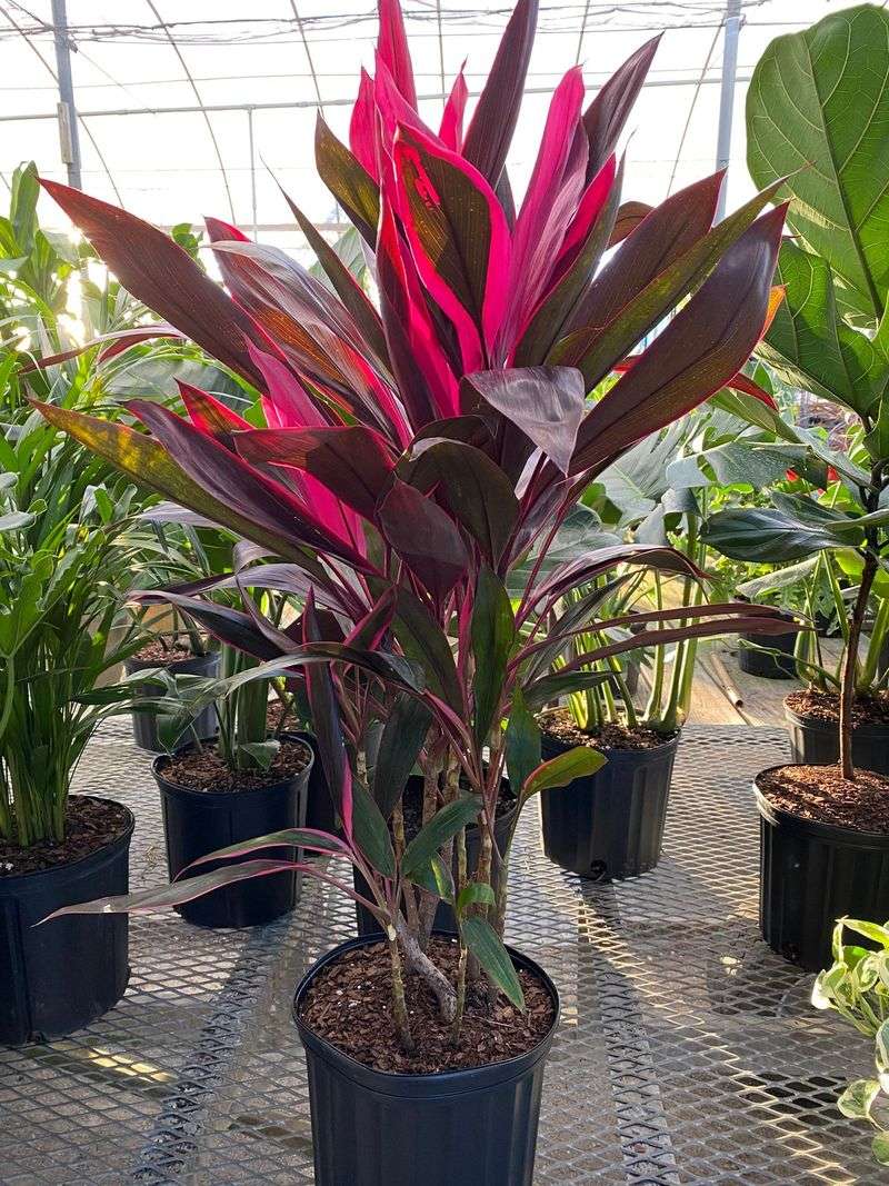 Cordyline fruticosa ‘Red Sister’
