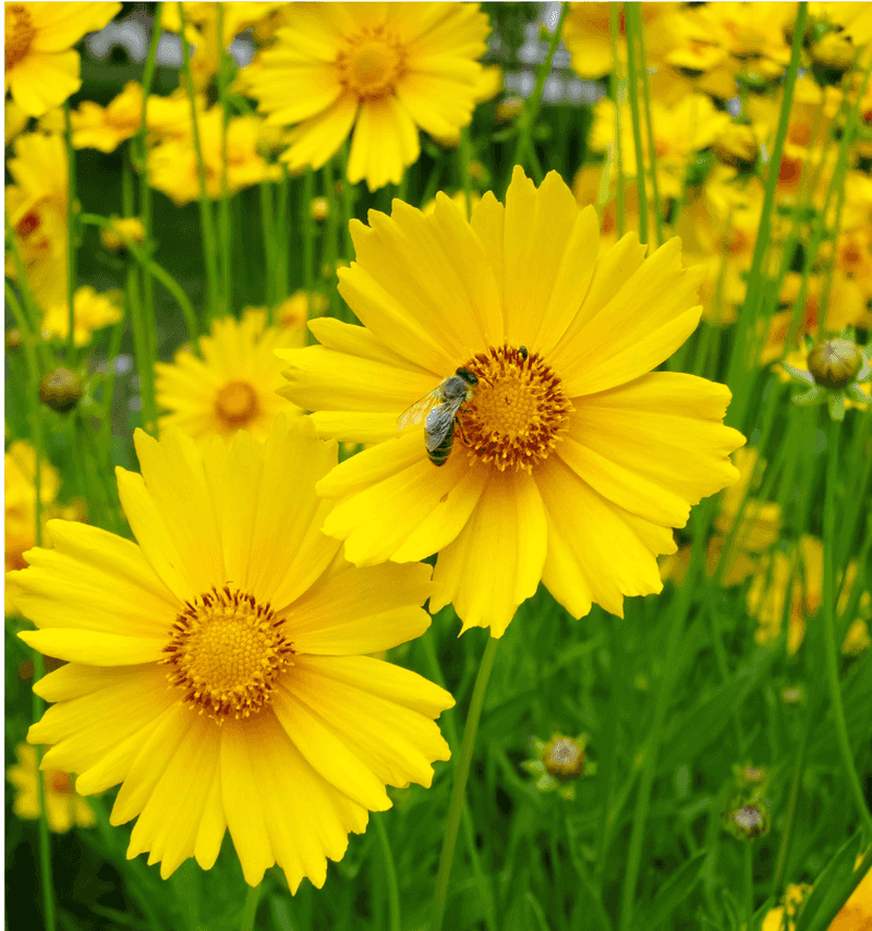 Lanceleaf Coreopsis (Coreopsis lanceolata)