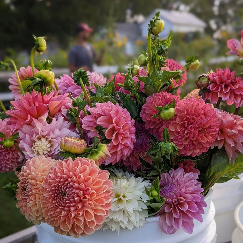 Dahlias