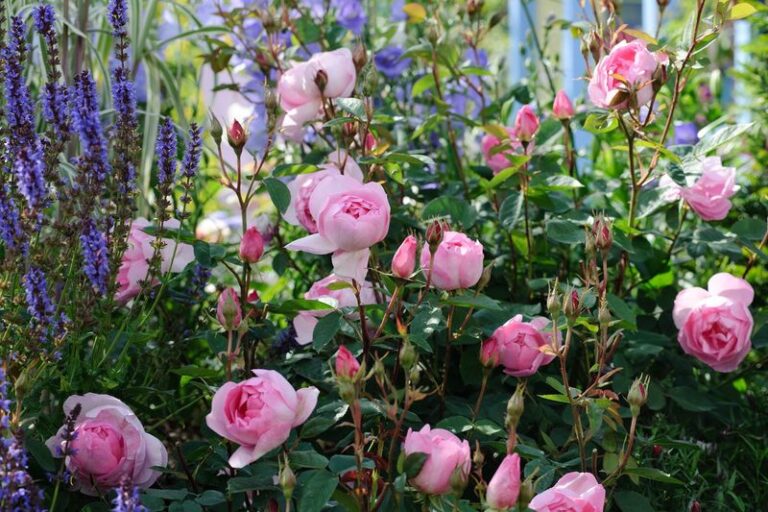 17 Must-Know Early Spring Tips to Help Your Roses Bloom Beautifully ...