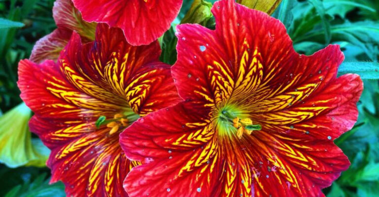 Swap Verbena for These 33 Stunning Plants