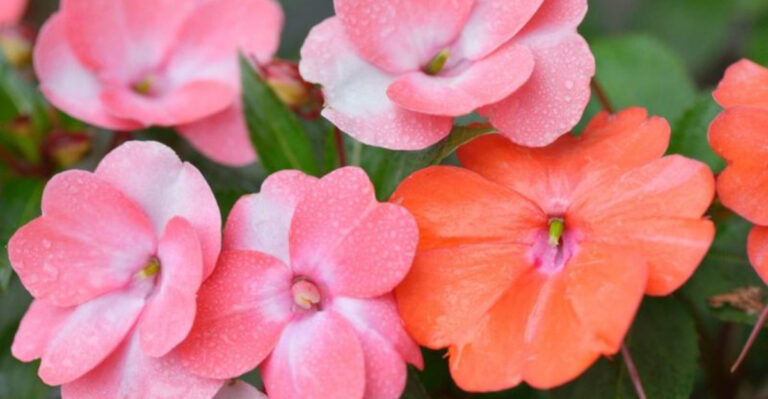 Swap Your Azaleas for 33 Eye-Catching Plants