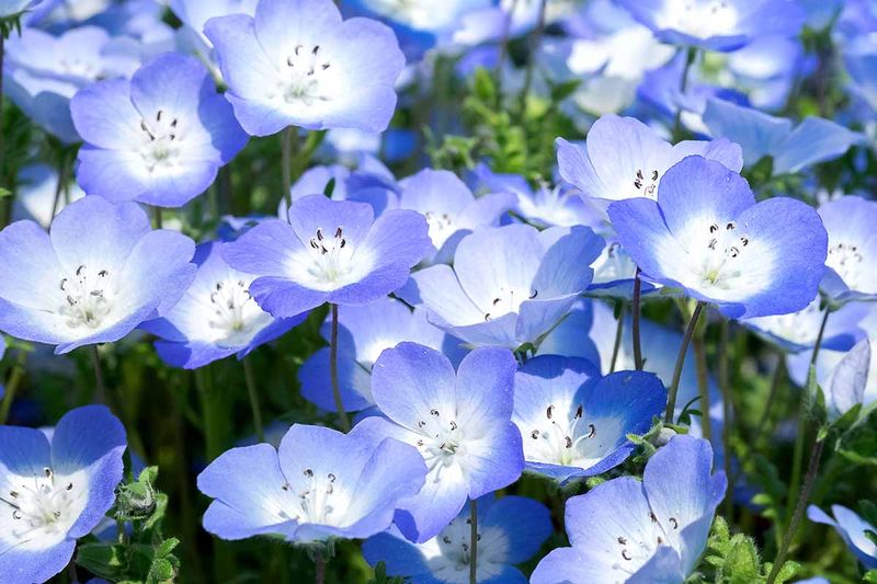 Baby Blue Eyes (Nemophila menziesii)