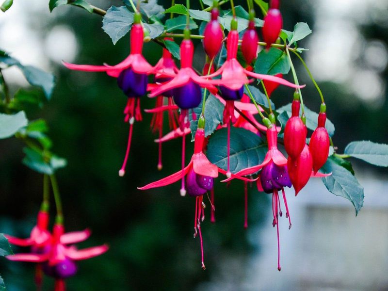 Fuchsias