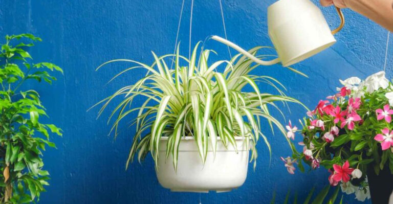 Taking Your Plants Outside? These 10 Could Die—But These 10 Love It!