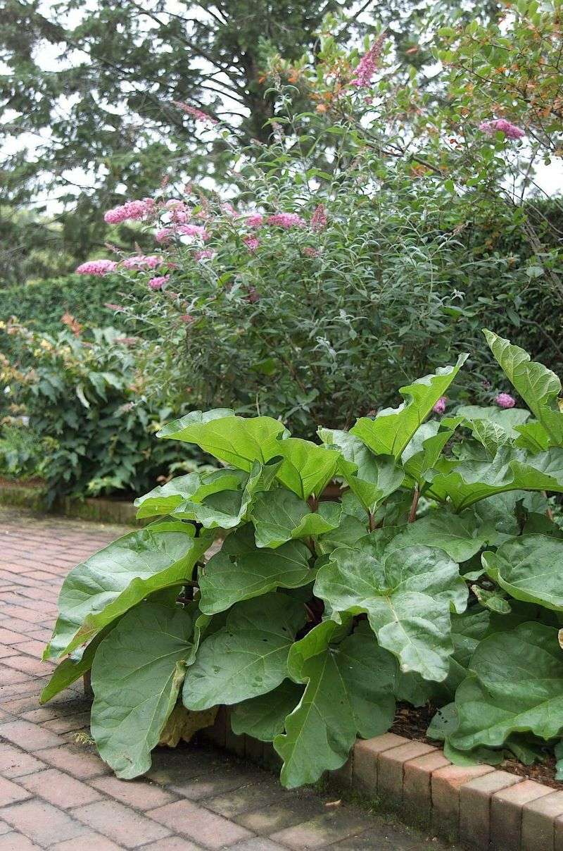 Rhubarb (Rheum rhabarbarum)