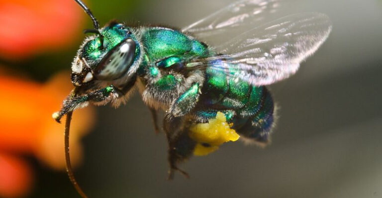That Metallic Green Bee in Your Garden? Here’s What It Really Is