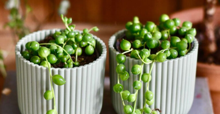 The 20 Best Succulents for Your Home and 6 That Will Waste Your Time