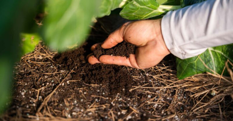 The Garden Game-Changer: Why Worm Castings Are Nature’s Best Fertilizer