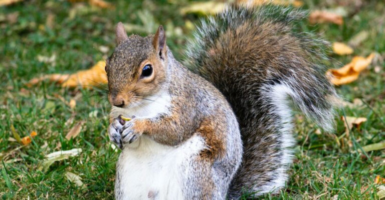 The Kitchen Secret That Sends Squirrels Packing From Your Yard