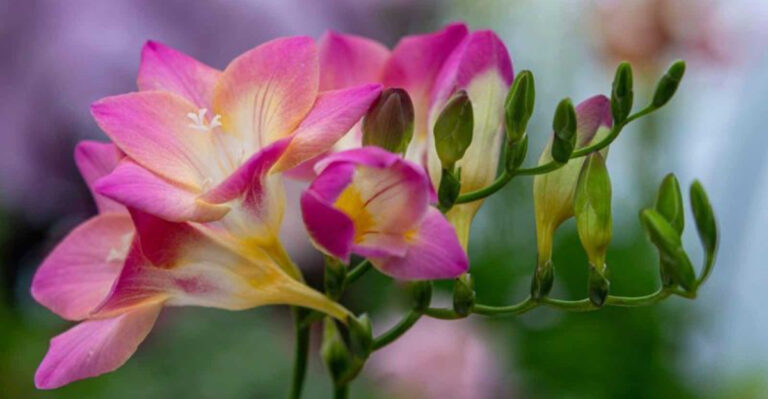 The Scent of Spring: Why Freesia Is a Garden Must-Have