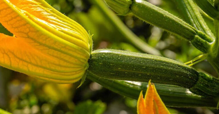 The Secret to Monster Zucchini? It’s All About When You Feed Them – Plus, the #1 Mistake to Avoid!