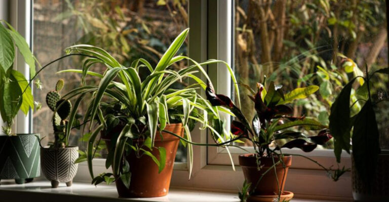 These 12 Houseplant Secrets Will Turn Your Brown Thumb Green!