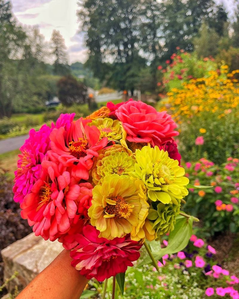 Zinnias