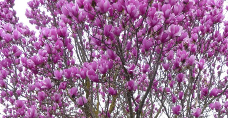 These 14 Pink Flowering Trees Will Make Your Garden Look Straight Out of a Fairy Tale