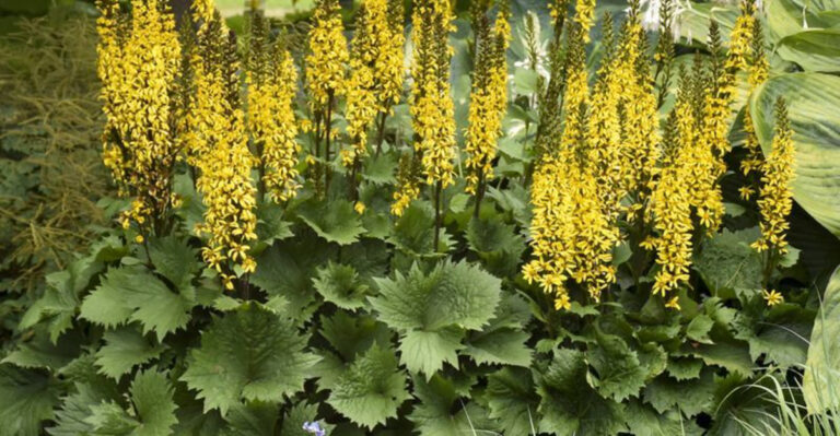 These 20 Big Leaf Plants Will Instantly Turn Your Garden Into a Tropical Paradise!