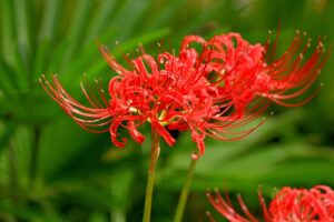 10 Fascinating Facts About Red Spider Lilies - Complete Gardening