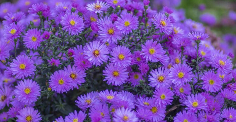 Think Clay Soil Is Bad? These 12 Plants Absolutely Love It