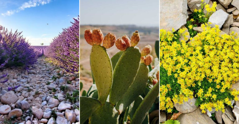 Think Nothing Grows in Sand or Gravel? These 14 Plants Prove You Wrong