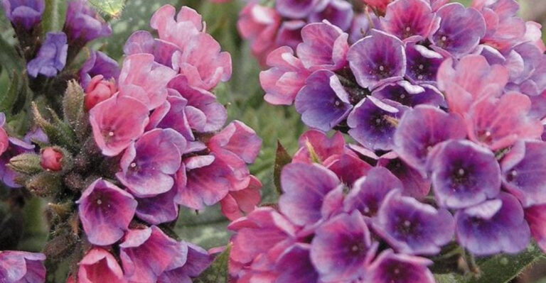 Think You Can’t Grow Flowers in the Shade? These 20 Perennials Prove You Wrong
