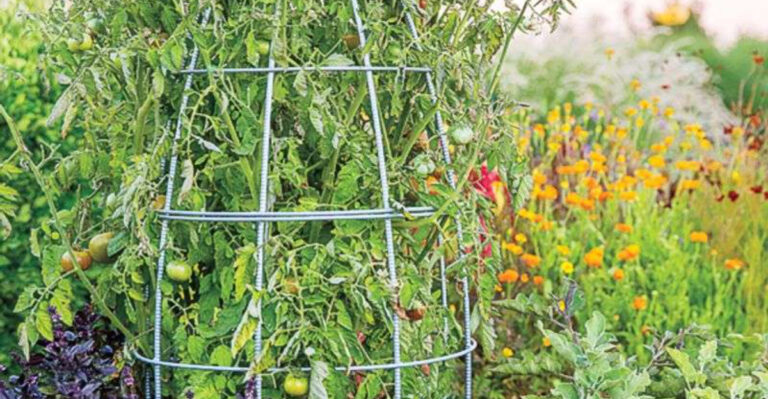 This Is Why Your Tomatoes Keep Failing — And the Easy Fix Gardeners Swear By