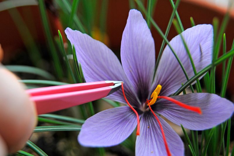 Understand Why Saffron Is So Expensive
