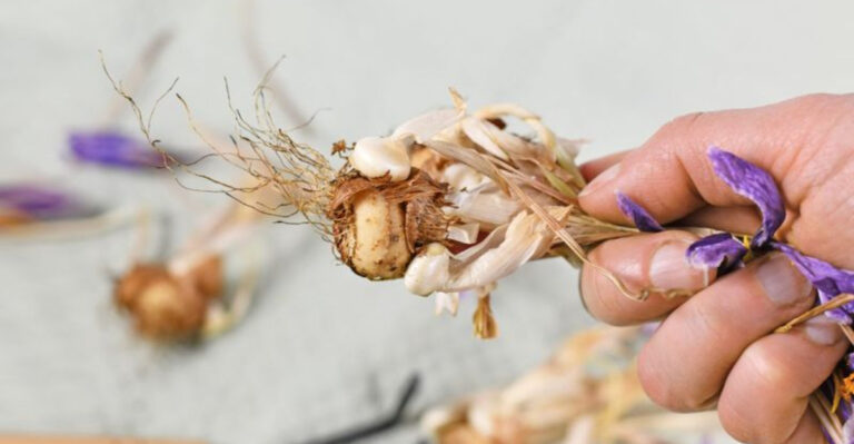 This Spice Costs More Than Gold—And You Can Grow It in Your Backyard