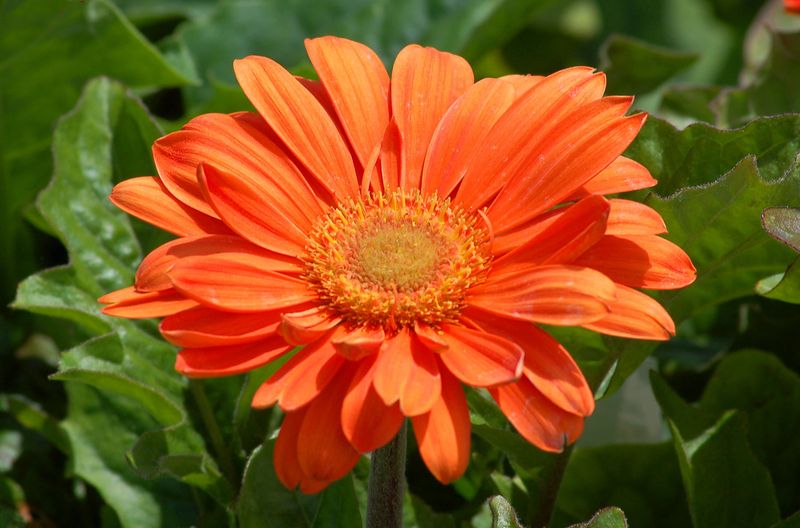 Orange Gerbera Daisy