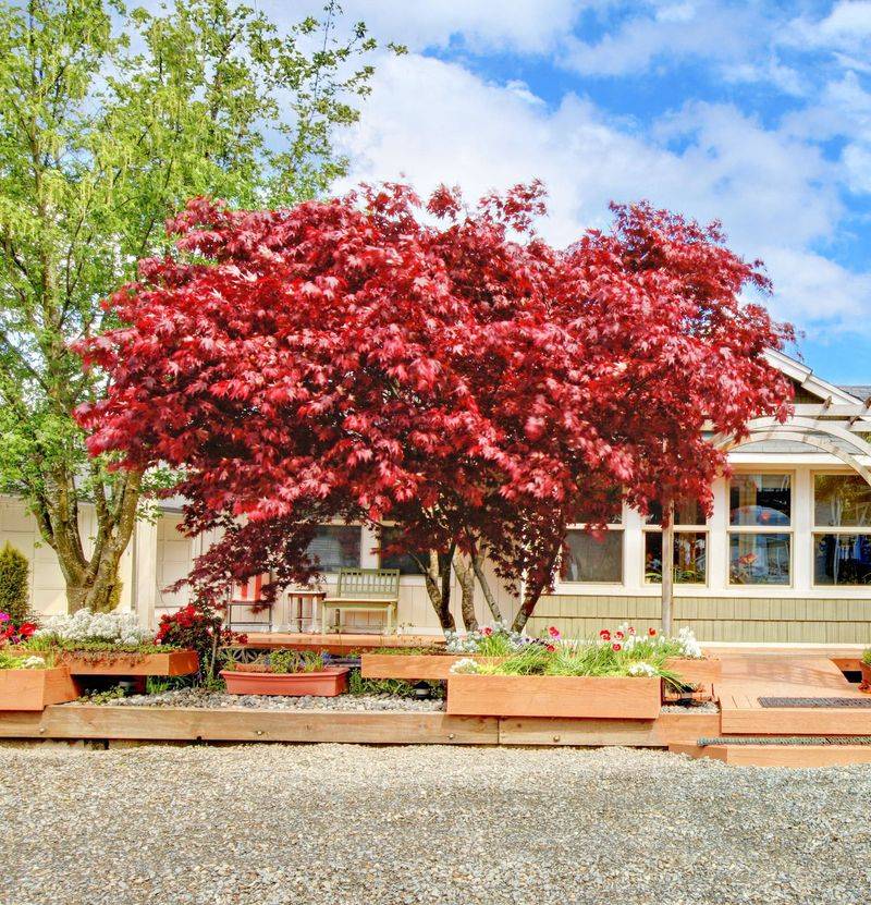 Japanese Maple ‘Bloodgood’