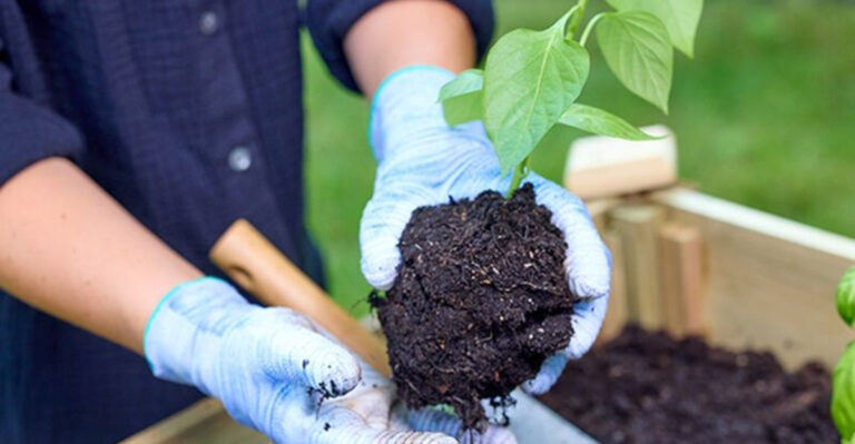 Top 10 Soils That Make Raised Garden Beds Thrive and 5 That Could Ruin Everything