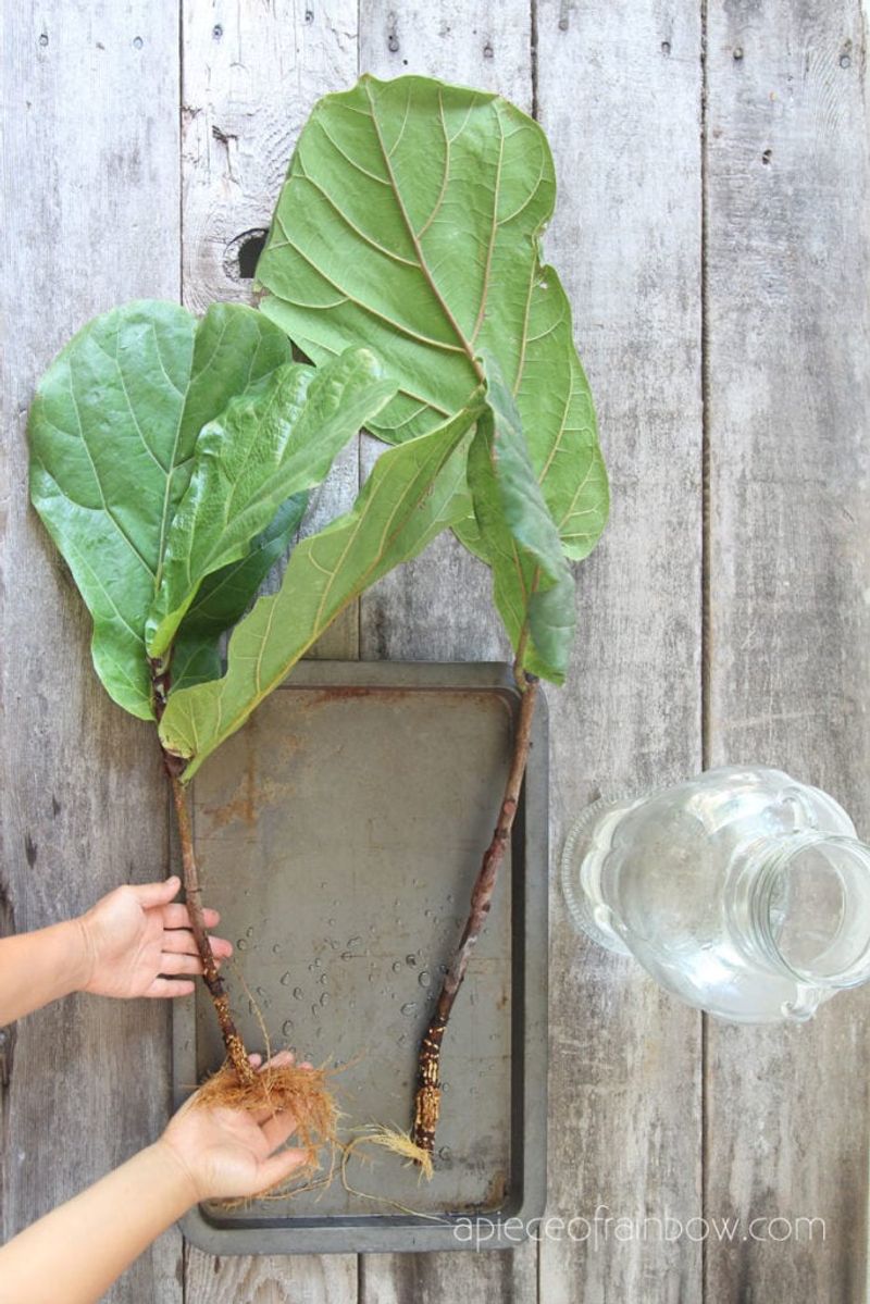 Fiddle Leaf Fig (Avoid)