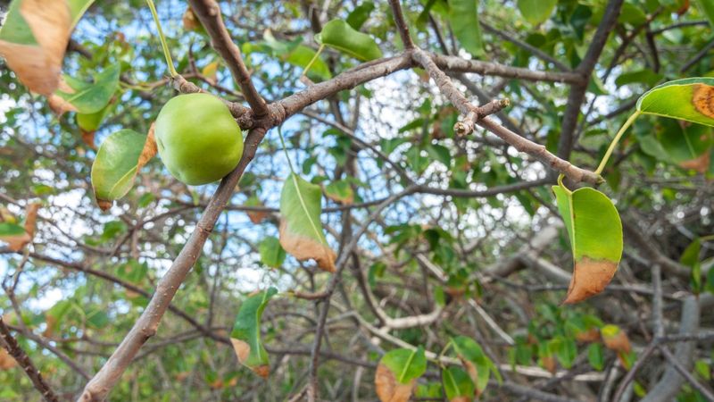 Manchineel Tree