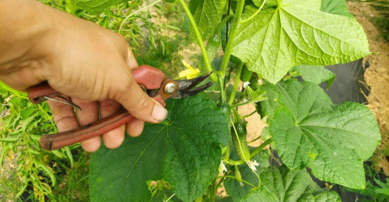 Trim to Win: Cucumber Pruning Hacks for a Mega Harvest