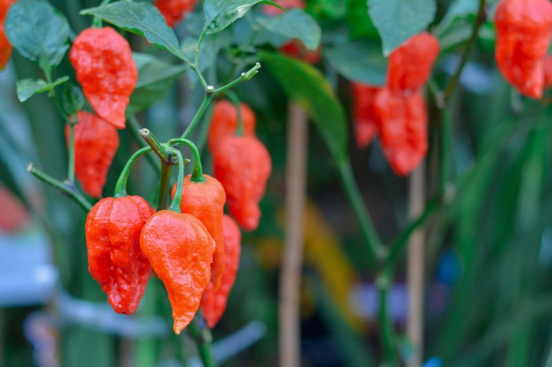 Ghost Pepper (Bhut Jolokia)