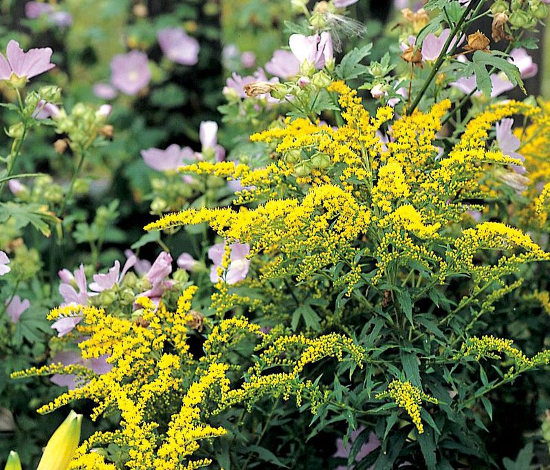 Goldenrod