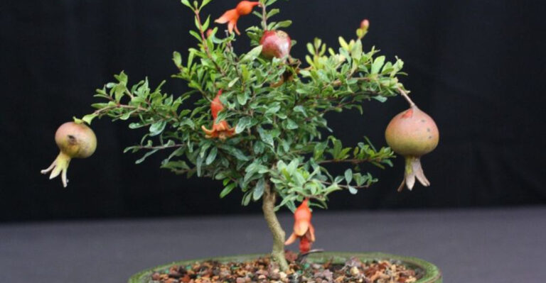 Turn These 10 Common Plants into Stunning Indoor Bonsai — So Much Easier Than You Think!