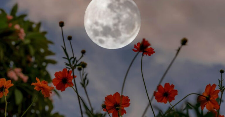 Under the Pink Moon: April Gardening Lore and Lunar Wisdom