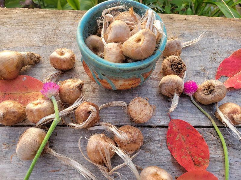 Get the Right Bulbs (Corms)