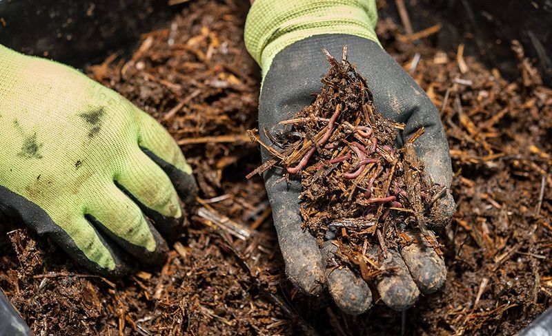 Use Mulch to Retain Moisture