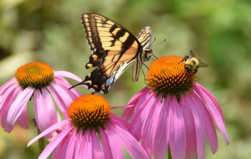 Pollinator-Friendly Plants