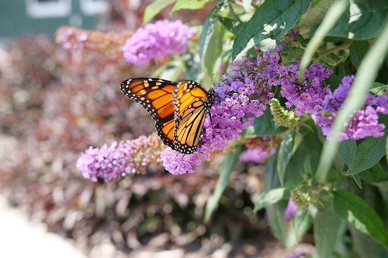 Butterfly Bush