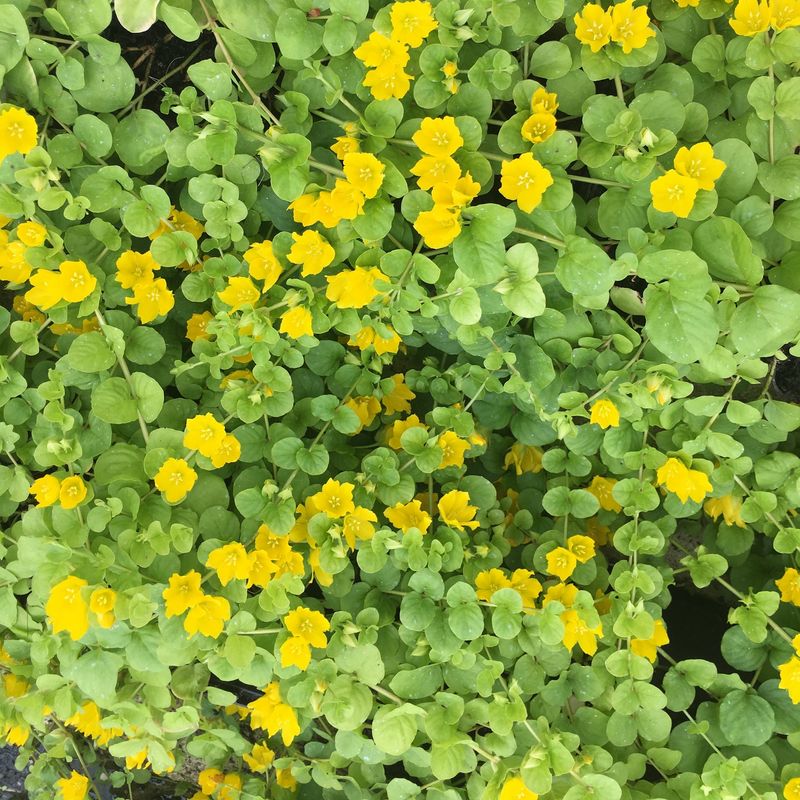 Creeping Jenny