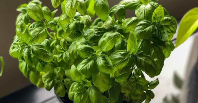 Want a Basil Bush the Size of Your Head? Follow These 10 Easy Steps!