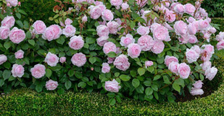 Want a Rose Hedge That Turns Heads? Discover the 24 Best Varieties for Stunning Privacy!