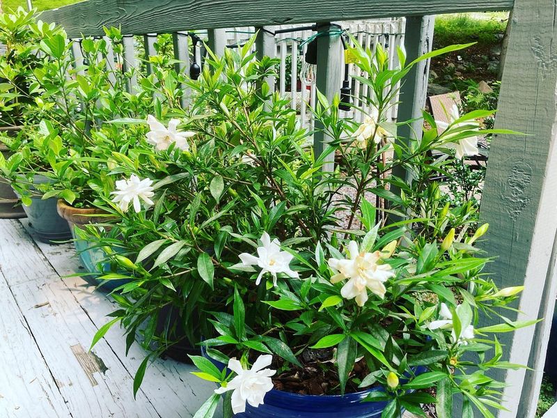 Humidity Is Their Best Friend