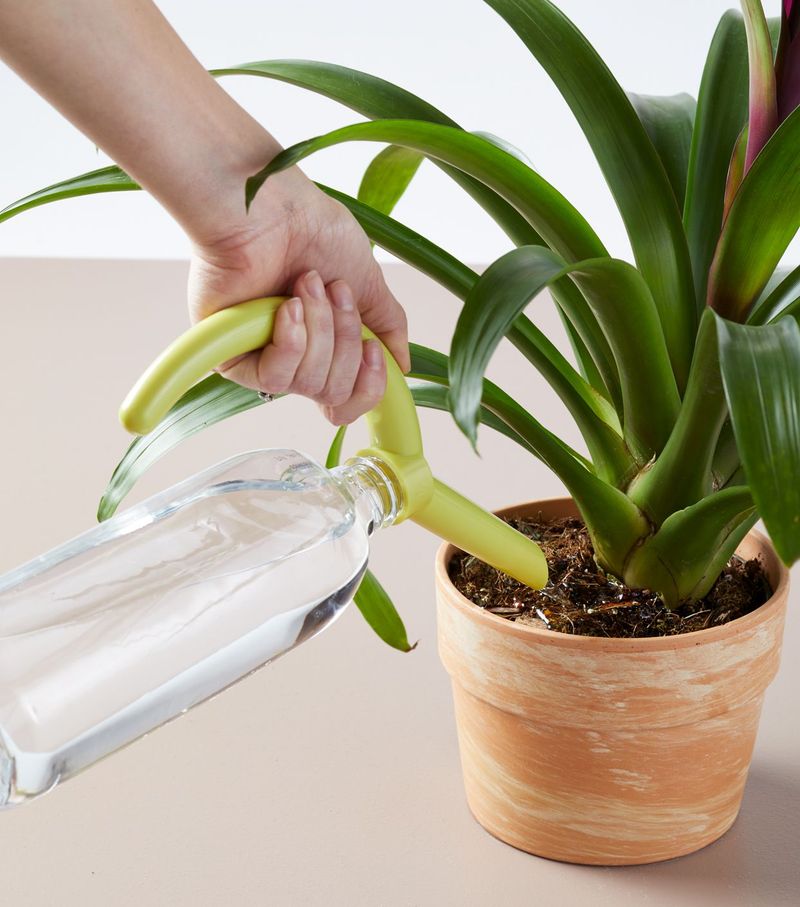 Water Early in the Day