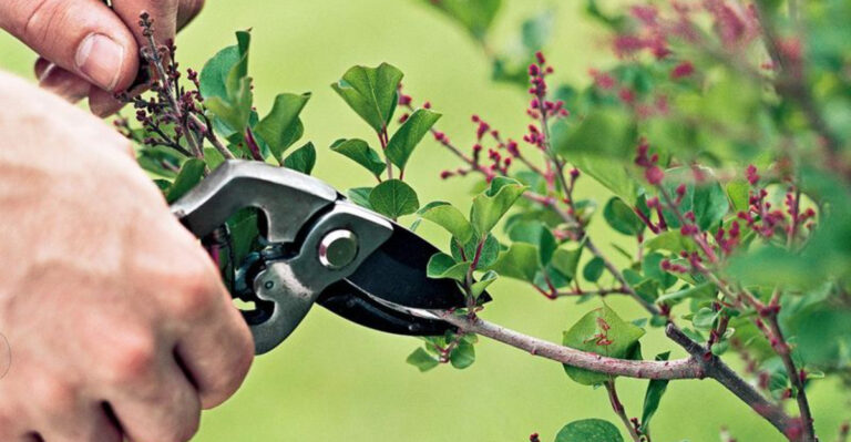What to Avoid – And What to Do Instead – If You Want a Thriving Garden