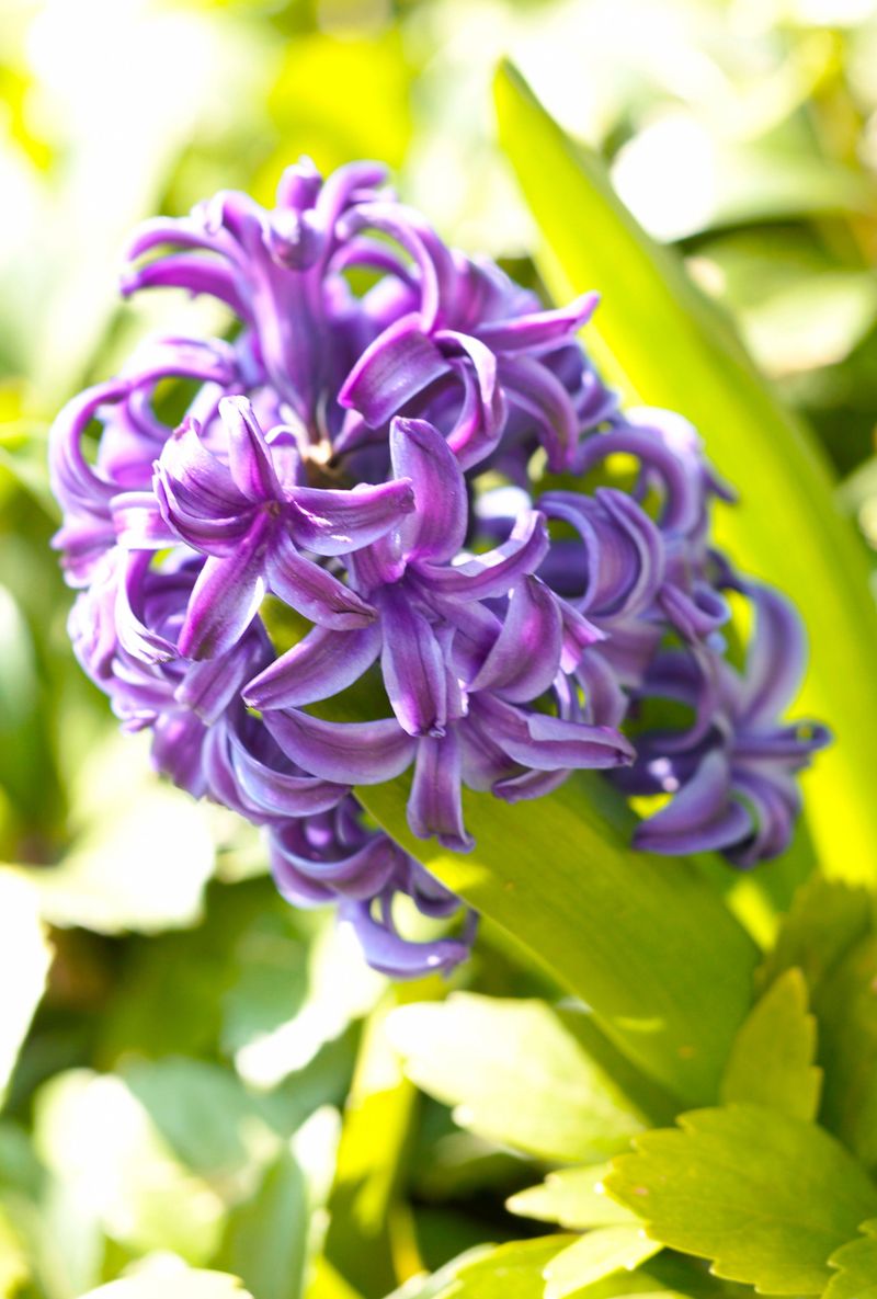 Let the Foliage Die Back Naturally